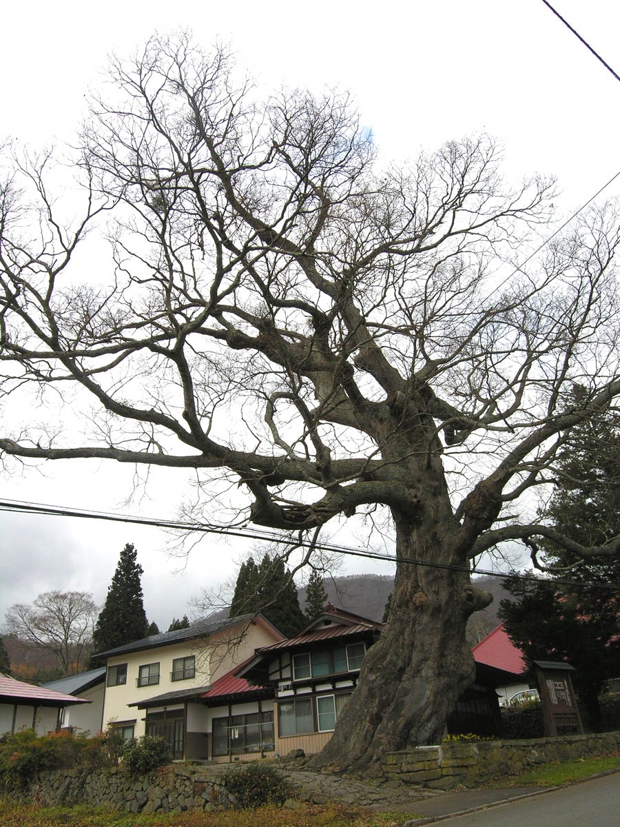 欅・ケヤキ | 樹から木までの散歩道 | 大阪木材工場団地協同組合