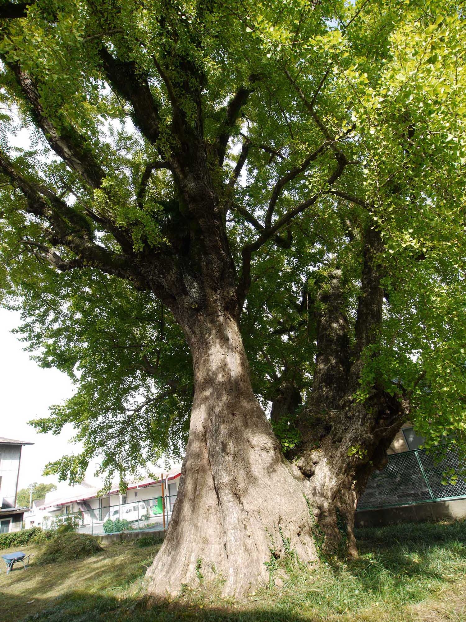 公孫樹 銀杏 イチョウ 樹から木までの散歩道 大阪木材工場団地協同組合