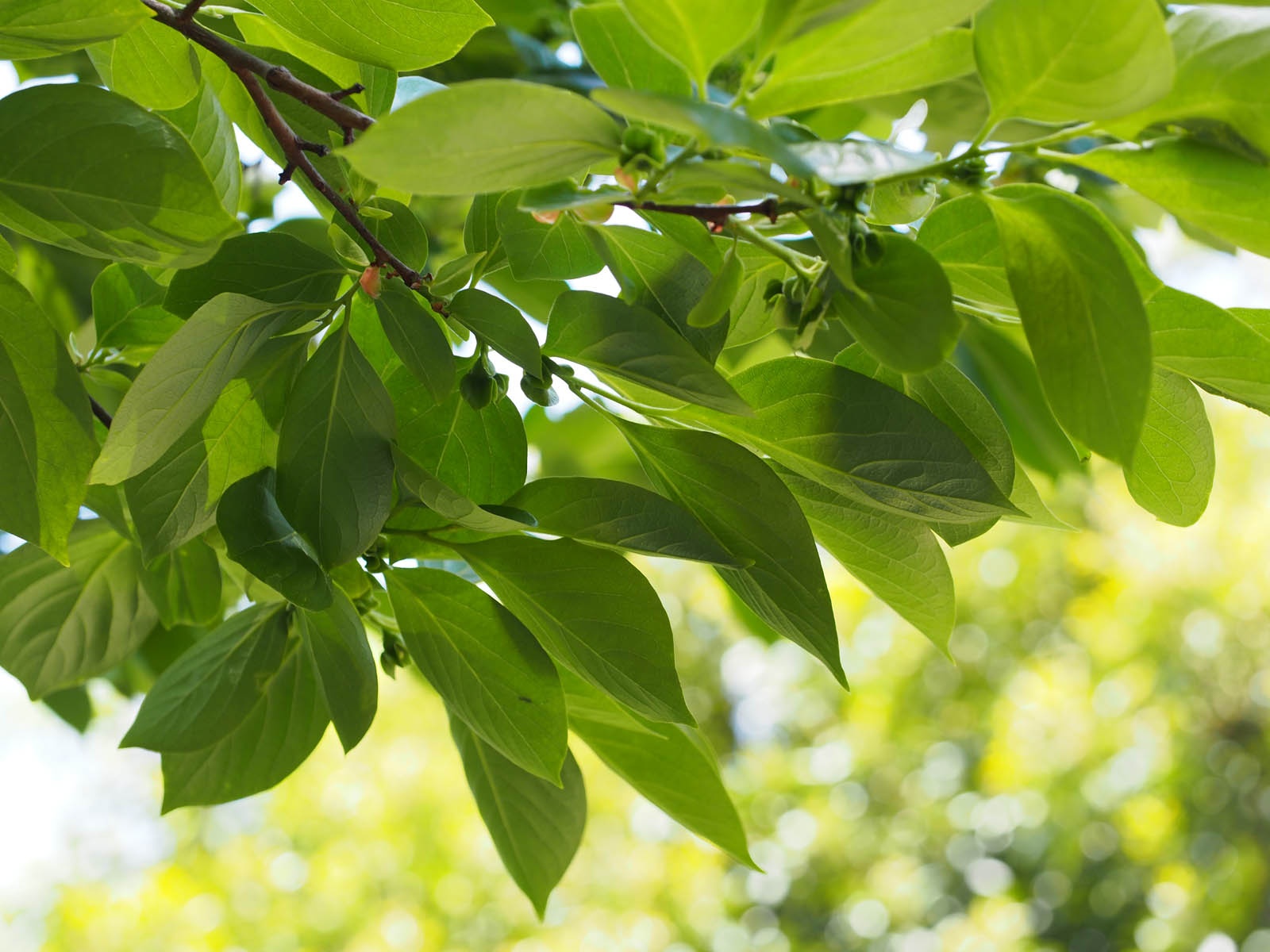 大阪府立服部緑地都市緑化植物園 カキノキ