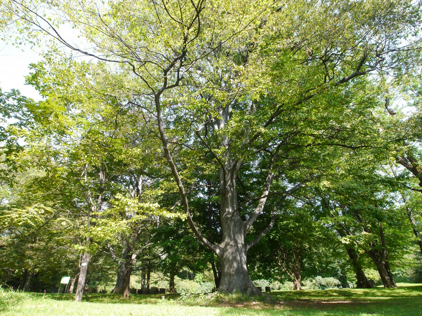 橅 ブナ 樹から木までの散歩道 大阪木材工場団地協同組合