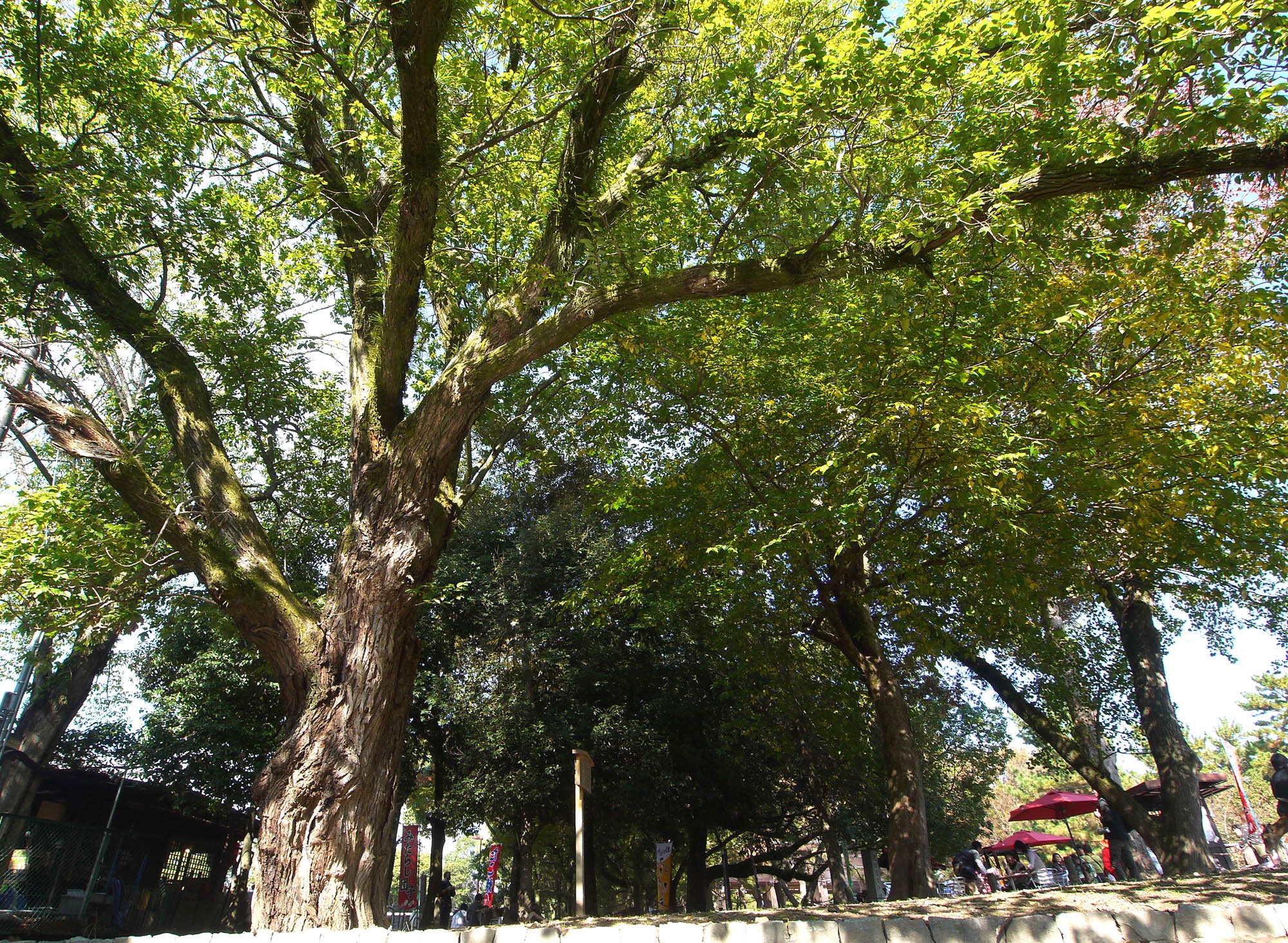 ヤナギ 樹から木までの散歩道 大阪木材工場団地協同組合