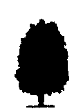 しきみ